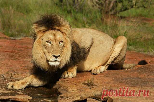 Large-Male-lion-found-a-small-puddle-of-water-trapped-in-a-rock-pool-in-the-Welgevonden-Game-Reserve-in-South-Africa.-by-Rudi-Hulshof.jpg (640×426)