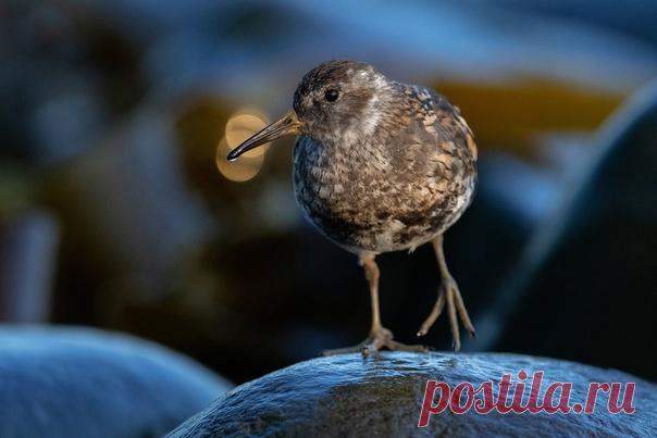 «Что я вам в клювике принес!» Берингийский песочник в Командорском заповеднике. Снимал Алексей Перелыгин. Другие работы фотографа можно полистать здесь: nat-geo.ru/community/user/192147/