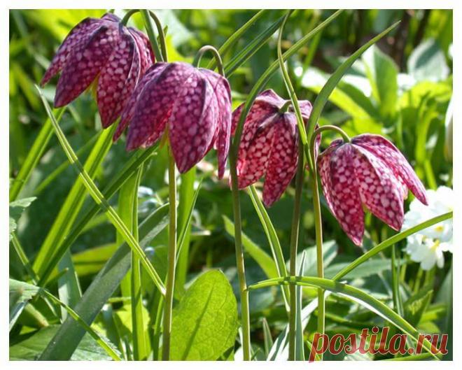 рябчик или фритиллярия