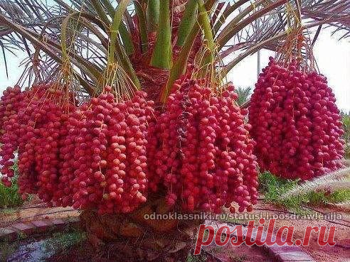 Вот так растут финики)