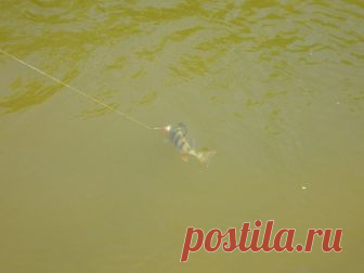 С сентября до ледостава  



 

 
В наиболее изученных мною водоемах юга России и Черноземья осенью, как правило, ловятся щука, судак и окунь. Но окунь окуню рознь: окуньки и горбачи, даже по виду своему, дальние родственник…