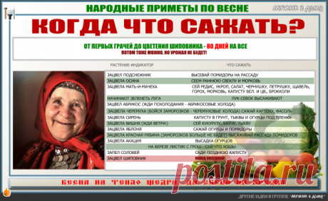 СТАРИННЫЕ НАБЛЮДЕНИЯ - определяем сроки высадки по цветению растений. Не путать с суевериями, здесь только ботаника!
Другие полезности в группе "Мужик в доме" https://ok.ru/muzhikvdome