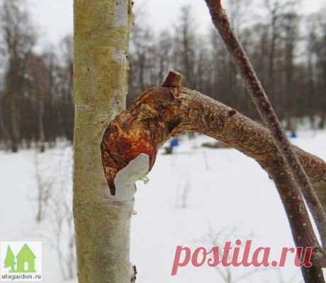 Прививка в боковой зарез | Дачная жизнь - сад, огород, дача