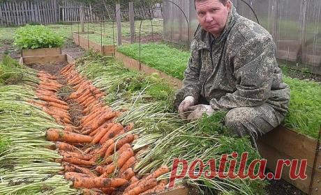 Я морковь сею следующим образом. 
Морковь любит глубоко 
возделанную плодородную почву. Не прореживаю, почти. Поступаю следующим образом: 
за 10-12 дней до посева семена моркови завязываем в тряпочку ( посвободнее). 
Закапываем во влажную землю на штык лопаты ( важно!). В течение этого срока из 
семян выветриваются эфирные масла, которые мешают семенам прорасти. По 
истечении указанного срока откапываем узелки с семенами из земли. Семена будут 
уже набухшие, крупные, почти...