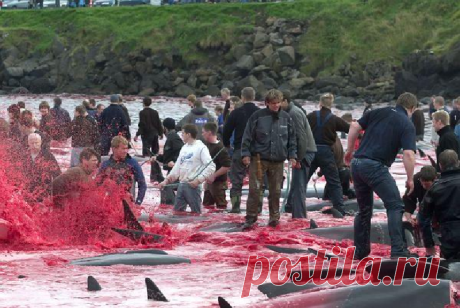 Фарерские острова - зеленые крыши и кровавые традиции. - Мастерок.жж.рф