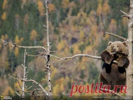 БЕСПЛАТНЫЕ МЕРЦАЮЩИЕ ОТКРЫТКИ И ПЛЕЙКАСТЫ
Татьяна Рахова (Пустовая)