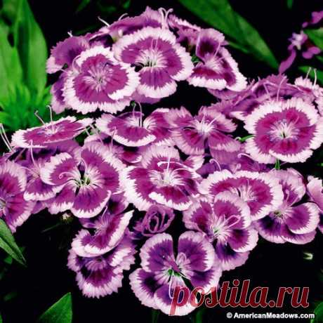 Purple Picotee Dianthus - Sweet William | American Meadows