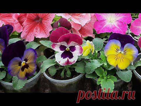 ПОСЕЙТЕ ВИОЛУ ТАК (Анютины Глазки) 100% ВСХОЖЕСТЬ из семян или как вырастить