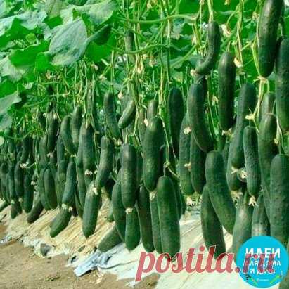 4 сорта огурца, которым я ставлю оценку 10 из 10 по их вкусовым качествам и урожаю  
 
Хочу поделиться с вами этими сортами огурцов, потому что знаю - сколько времени занимает поиск 