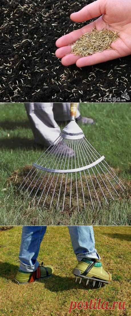 Уход за газоном весной - ремонт ,аэрация, подкорка | Цветовод-Консалтинг