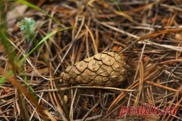 Как использовать хвою в саду и огороде? Мульча. Компост. Удобрение. Фото — Ботаничка.ru