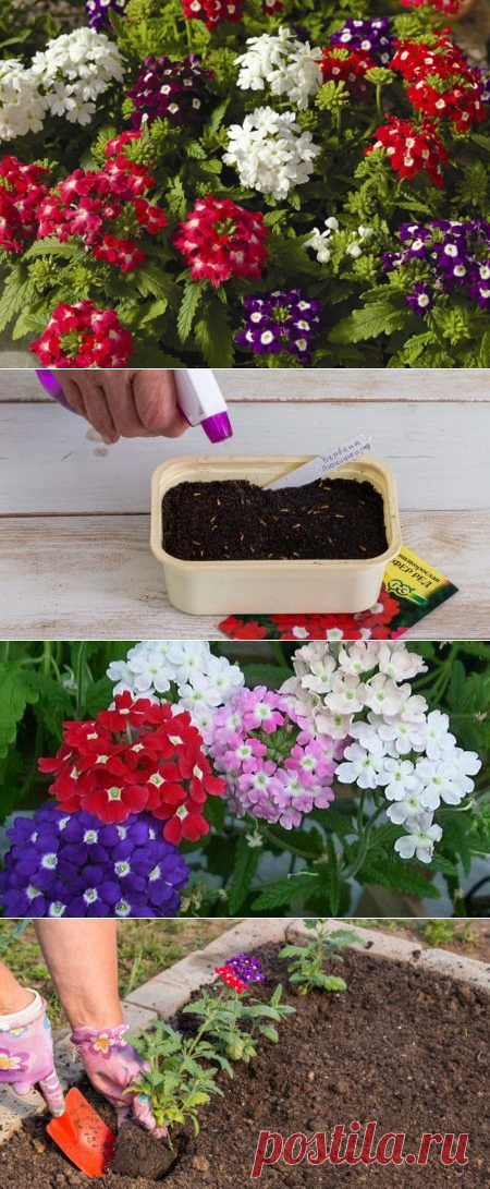 Как сеют семена вербены. Посадка вербены семенами на рассаду. Как сеют семена вербены. Лобелия ампельная рассада сорта. Вербена пикировка рассады.