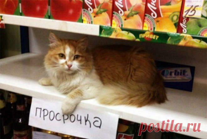 17 объявлений, авторам которых хочется аплодировать стоя