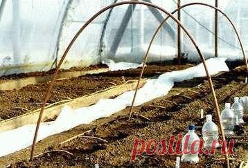 Безрассадное выращивание томатов Подробная статья про безрассадное выращивание томатов. Как и когда это лучше сделать, какой сорт выбрать. Плюсы и минусы безрассадного способа посадки томатов