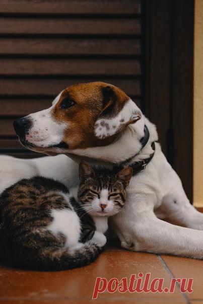 Без дружбы счастье невозможно. Друзья — свидетели нашей жизни, их память хранит истории о нашем прошлом. Друзья помогают нам развиваться, мечтать и реализовывать свои мечты. Они веселятся и торжествуют вместе с нами, утешают и приободряют нас, когда мы падаем духом. Друзья — часть нашей истории и нашего жизненного пути. Когда мы сбиваемся с пути, друзья напоминают нам о том, кто мы есть. ⠀ Сегодня отмечается прекрасный праздник — Международный день друзей. Мы хотим поделиться с вами важным…