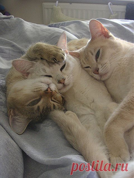 burmilla's | Flickr - Photo Sharing!