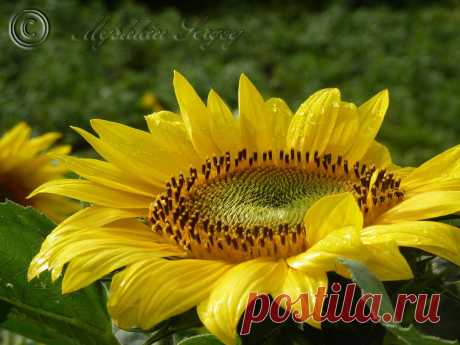 подсолнух после дождя.