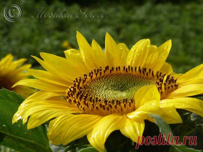 подсолнух после дождя.