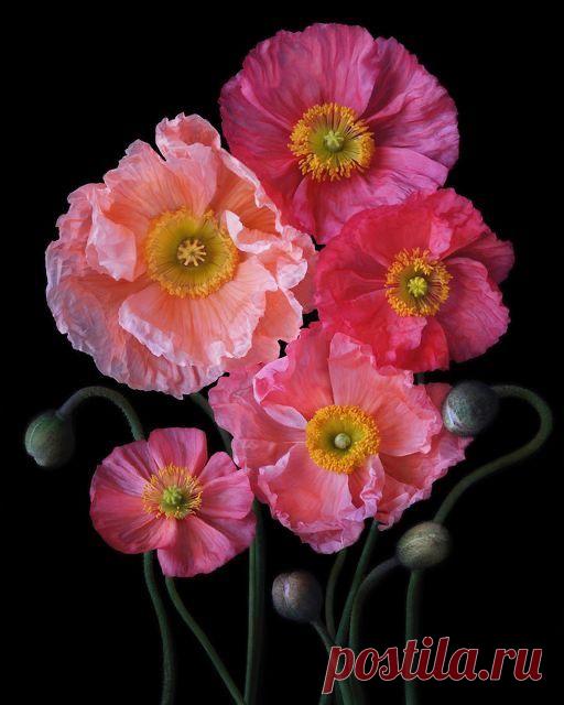 Пин на доске яМАКИ