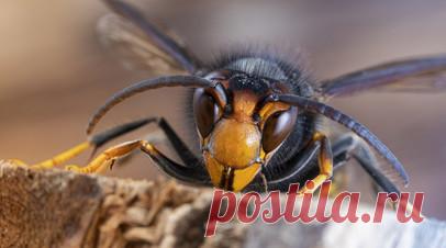 В Чехии появились азиатские шершни, представляющие угрозу для пчёл и людей. В Чехии впервые обнаружили азиатских шершней, которые могут поедать пчёл и представляют опасность для людей. Этих насекомых нашли в районе Пльзеня на западе страны. Читать далее