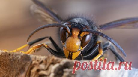 В Чехии появились азиатские шершни, представляющие угрозу для пчёл и людей. В Чехии впервые обнаружили азиатских шершней, которые могут поедать пчёл и представляют опасность для людей. Этих насекомых нашли в районе Пльзеня на западе страны. Читать далее