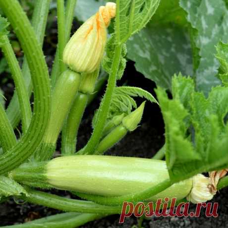 Причины гниения завязей кабачков | Рекомендательная система Пульс Mail.ru