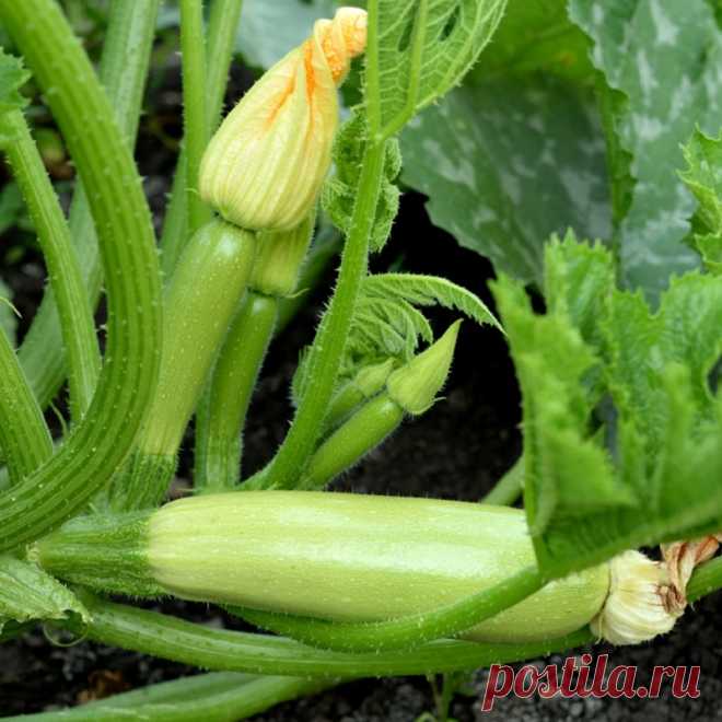 Причины гниения завязей кабачков | Рекомендательная система Пульс Mail.ru