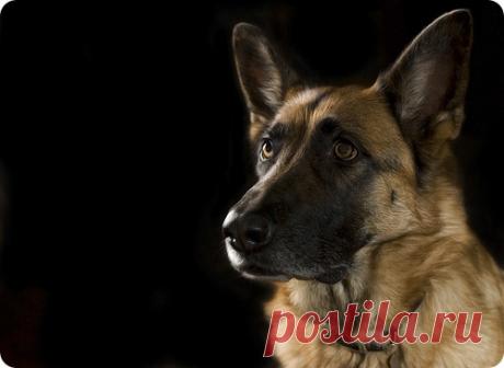 Немецкая овчарка, фотографии собак породы Немецкая овчарка Люди издавна относятся недоверчиво к волкам, с опаской поглядывая на хищников сквозь прутья решетки во время посещений зоопарка.