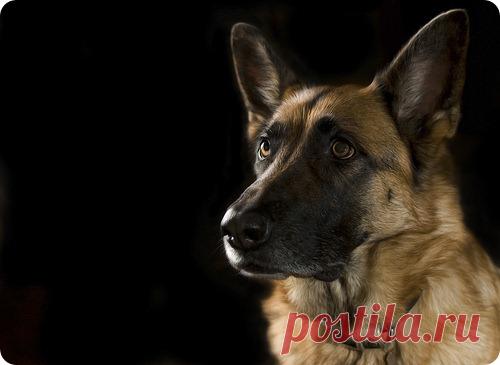 Немецкая овчарка, фотографии собак породы Немецкая овчарка Люди издавна относятся недоверчиво к волкам, с опаской поглядывая на хищников сквозь прутья решетки во время посещений зоопарка.