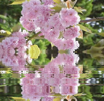 Подари букет цветов любимому и дорогому человеку | В гостях у тамады!