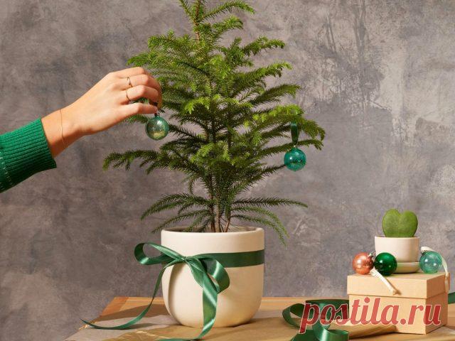 Араукария — комнатная новогодняя ёлка. Уход в домашних условиях. Фото — Ботаничка.ru