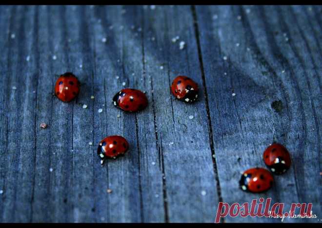 ladybugs
