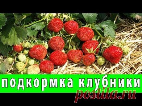 ЧЕМ ПОДКОРМИТЬ КЛУБНИКУ ВО ВРЕМЯ ПЛОДОНОШЕНИЯ