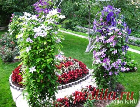 Выращивание клематиса из семян | 6 соток