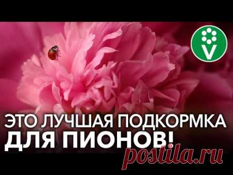 У ВАС БУДУТ САМЫЕ КРАСИВЫЕ ПИОНЫ, ЕСЛИ вы используете ЭТИ подкормки!