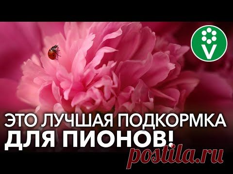 У ВАС БУДУТ САМЫЕ КРАСИВЫЕ ПИОНЫ, ЕСЛИ вы используете ЭТИ подкормки!