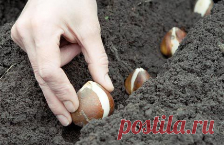 Посадка луковичных цветов | Самоцветик