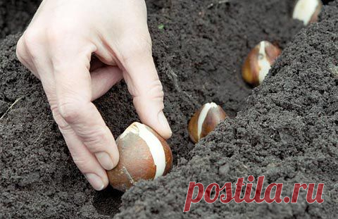 Посадка луковичных цветов | Самоцветик