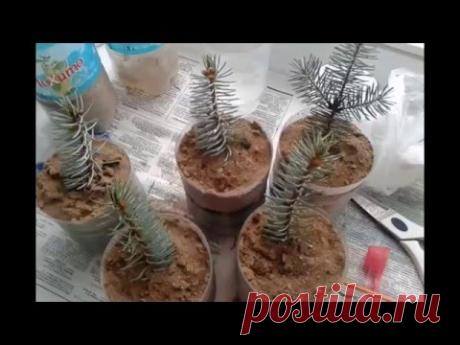 РАЗМНОЖЕНИЕ ГОЛУБОЙ ЕЛИ! СПОСОБ РАЗМНОЖЕНИЯ ГОЛУБОЙ ЕЛИ ДОМА!