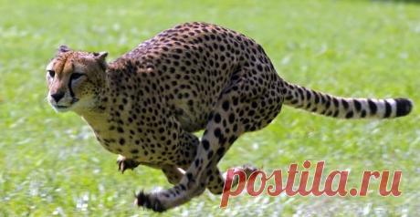 11 уникальных животных со сверхспособностями, в которые трудно поверить