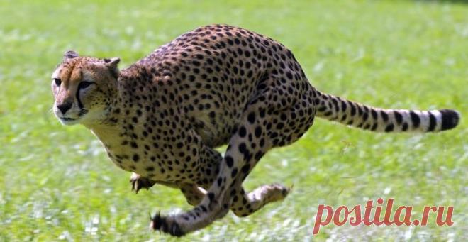 11 уникальных животных со сверхспособностями, в которые трудно поверить