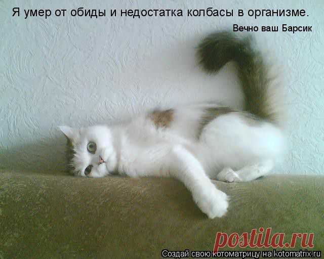 люди накормите барсика колбасой.