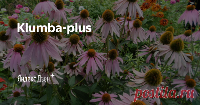 Klumba-plus | Яндекс Дзен Добро пожаловать на канал Klumba-plus, меня зовут Ольга. Живу в Восточном Казахстане, люблю выращивать овощи, садовые и комнатные цветы. Буду делиться своим опытом и красивыми фотографиями цветов.