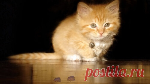 Новинки -  живые обои на рабочий стол для Windows 7, 8 и 10