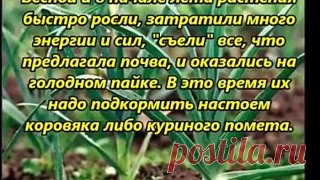 Сад и огород.Как вырастить хороший урожай лука и чеснока.ЕСЛИ НАЧИНАЮТ ЖЕЛТЕТЬ ЛУК И ЧЕСНОК.