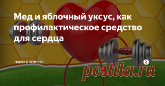 Мед и яблочный уксус, как профилактическое средство для сердца Каждый современный человек знает, что мы каждый день подвержены стрессам, физическим и умственным нагрузкам. Нищему организму приходится не сладко, тем более некоторые люди «добивают» свой организм курением и алкоголем. Все это очень негативно сказывается на нашем сердце и сосудах.
Я сегодня хотел бы рассказать вам об одном очень простом, но весьма эффективном профилактическом средстве, которое по