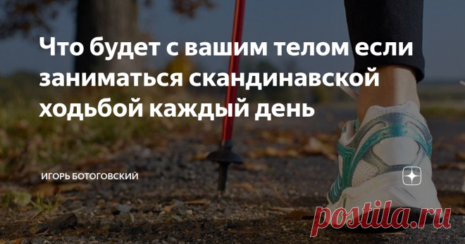 Что будет с вашим телом если заниматься скандинавской ходьбой каждый день Друзья, приветствую! Все чаще замечаю в парках людей которые не просто прогуливаются, а занимаются скандинавской ходьбой. Сам лично не пробовал, так как предпочитаю бег по стадиону или пересеченной местности (кстати там тоже ходят), но вот для вас информацию об этой ходьбе раздобыл!
Скандинавская ходьба – это особенный вид физической активности,  и он уникален,  потому что он в себе объединил