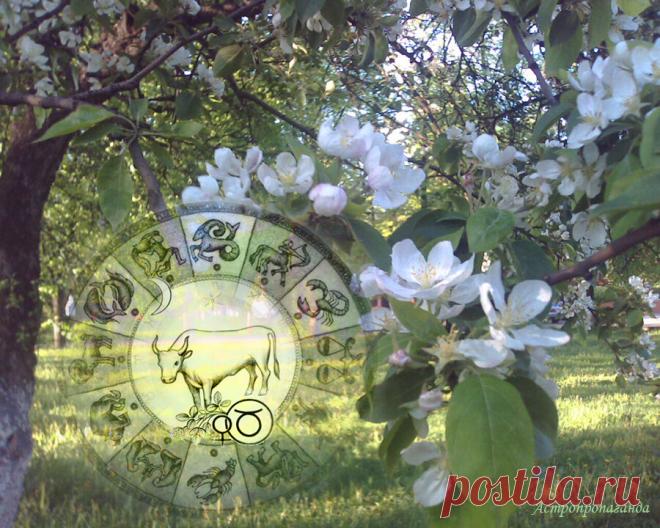 Что не сделали в первой половине мая, не делайте во второй. Гороскоп для Тельца на период с 4 по 31 мая 2020 | Астропропаганда | Яндекс Дзен
♉✨ Автор: астролог Нина Стрелкова. ✧ В этом месяце возрастает ваша энергичность и чувство собственной значимости. Но при этом увеличивается и упрямство, несговорчивость, что может привести к проблемам в отношениях с окружающими. Все важные замыслы лучше начать реализовывать в первой половине месяца или отложить их до конца лета.