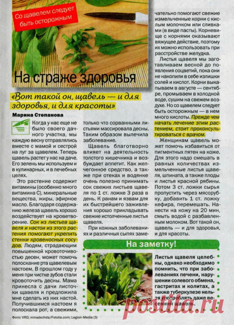 Щавель на страже здоровья