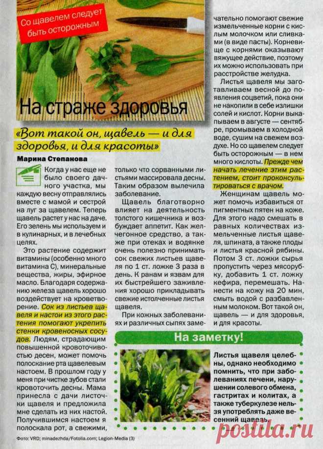 Щавель на страже здоровья